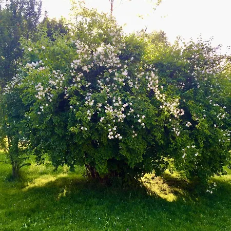 ベッド・アンド・ブレックファスト Naturforsthaus Gartenblick Fuer Hunde - Und Naturverbundene Menschen *