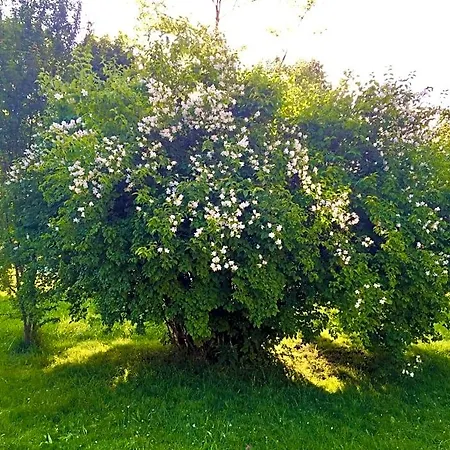Bed & Breakfast Naturforsthaus Gartenblick Fuer Hunde - Und Naturverbundene Menschen 3*