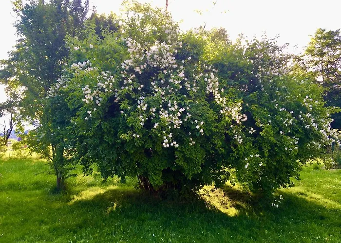 Bed & Breakfast Naturforsthaus Gartenblick Fuer Hunde - Und Naturverbundene Menschen 3*